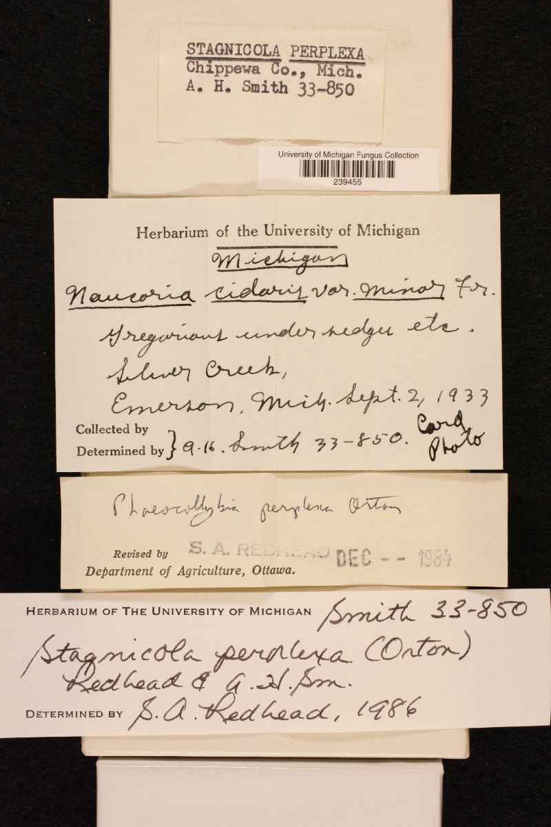 Stagnicola perplexa image
