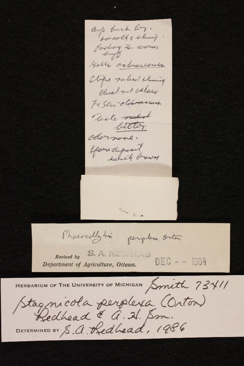 Stagnicola perplexa image