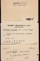 Clitopilus prunulus image