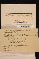 Entoloma rhodopolium image