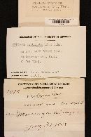 Entoloma rhodopolium image