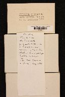 Entoloma rhodopolium image