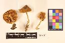 Entoloma rhodopolium image