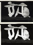 Entoloma rhodopolium image