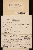 Entoloma incanum image