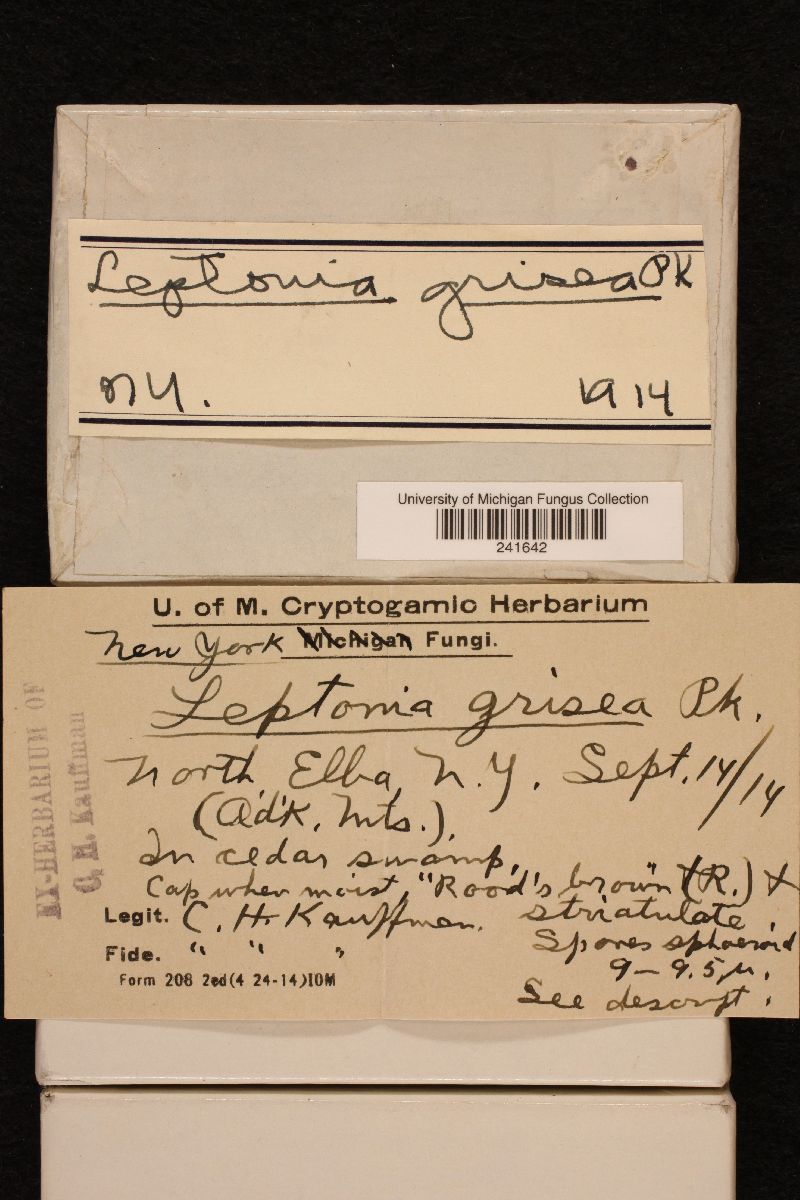 Leptonia grisea image