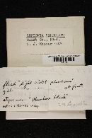 Entoloma serrulatum image