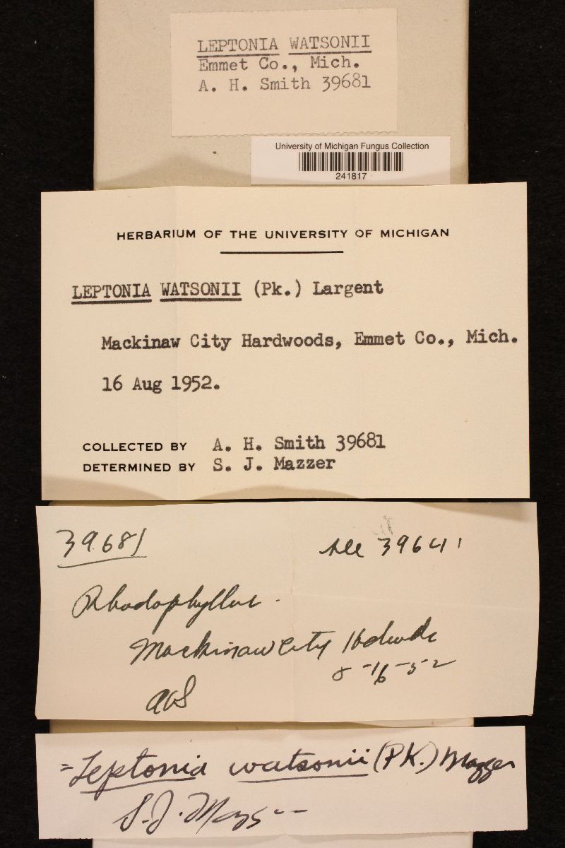 Leptonia watsonii image