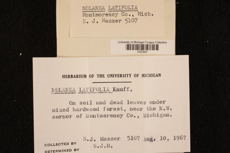 Nolanea latifolia image