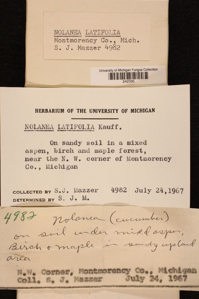 Nolanea latifolia image