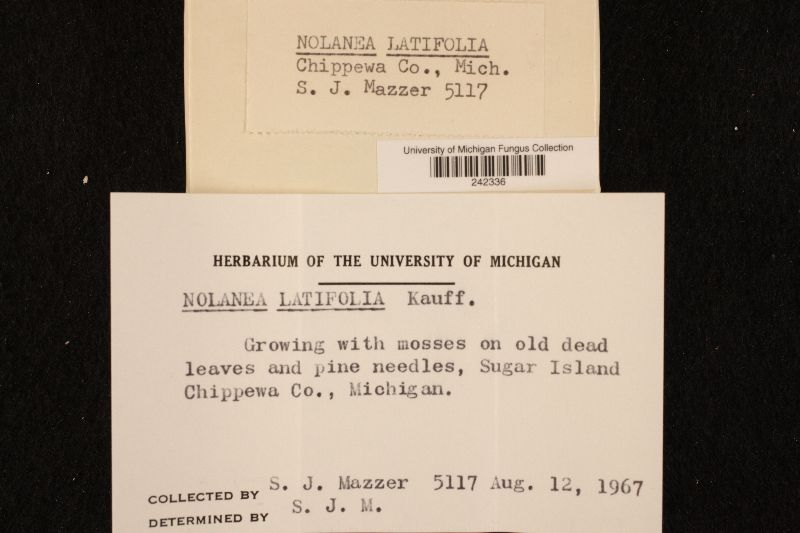 Nolanea latifolia image