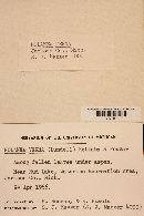 Entoloma vernum image