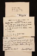 Entoloma vernum image