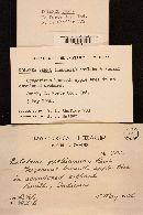 Entoloma vernum image