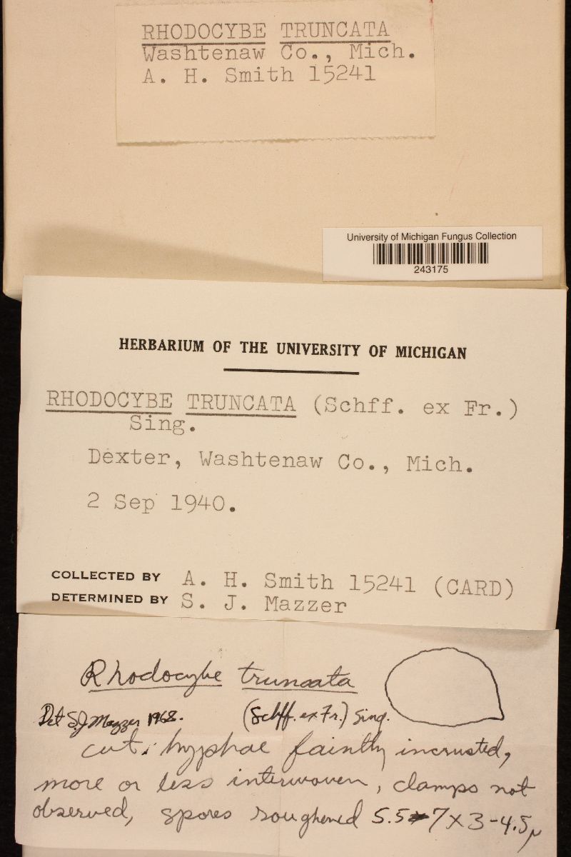 Rhodocybe truncata image