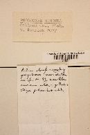 Rhodocybe popinalis image