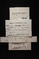 Tapinella atrotomentosa image