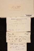 Paxillus involutus image