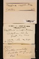 Paxillus involutus image