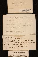 Paxillus involutus image