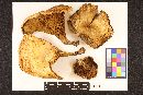 Paxillus vernalis image