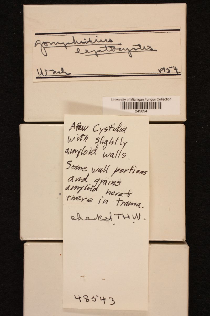 Chroogomphus leptocystis image