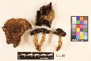 Chroogomphus rutilus image
