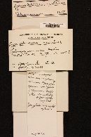 Chroogomphus rutilus image