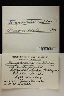 Chroogomphus rutilus image