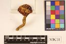 Chroogomphus rutilus image