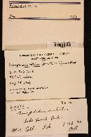 Chroogomphus rutilus image