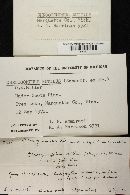 Chroogomphus rutilus image