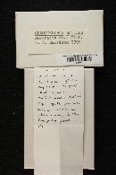 Chroogomphus rutilus image