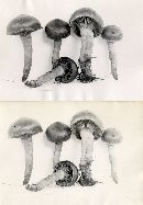 Chroogomphus vinicolor image