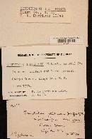 Gomphidius glutinosus image