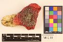 Russula californiensis image