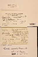 Russula compacta image