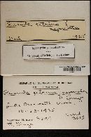 Thumbnail image of current specimen