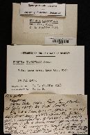 Russula claroflava image