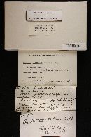 Russula compacta image