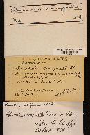 Russula compacta image