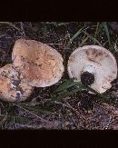 Russula compacta image