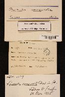 Russula compacta image