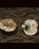 Russula compacta image