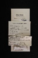 Russula compacta image