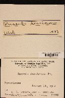 Russula decolorans image