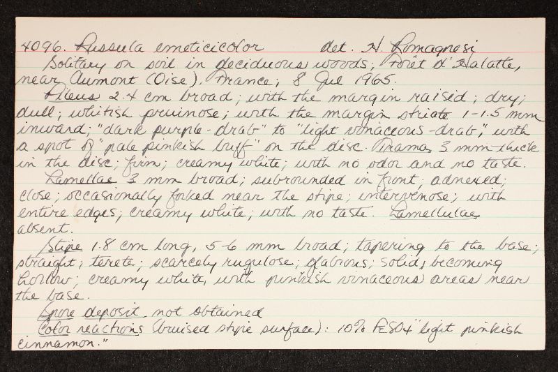 Russula emeticicolor image