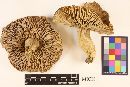 Russula imitatrix image