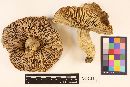 Russula imitatrix image