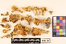 Cantharellus lateritius image